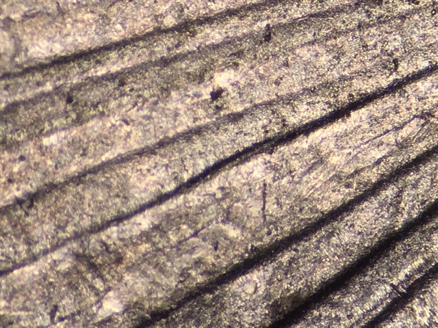 15p25clacrdr1_1_.jpeg 15p25clacrdr1_1_.jpeg