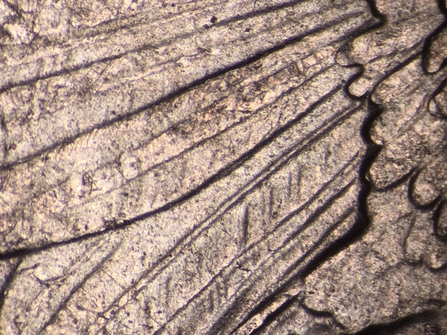 15p25clacrdr2_2_.jpeg 15p25clacrdr2_2_.jpeg